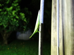 Atractomorpha similis