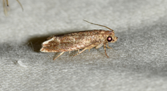 Epiblema abruptana