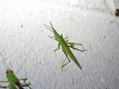 Atractomorpha similis