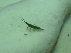 Atractomorpha similis