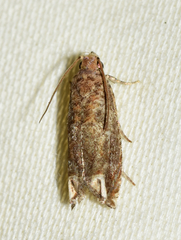 Epiblema abruptana