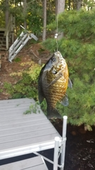 Lepomis gibbosus × macrochirus