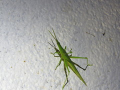 Atractomorpha similis