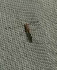 Metacanthus multispinus