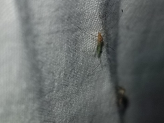 Metacanthus multispinus