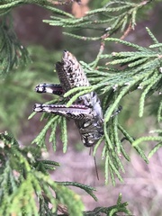 Melanoplus macclungi