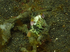 Odontodactylus latirostris