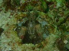 Lysiosquillina maculata