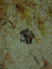 Lysiosquillina maculata