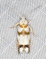 Plectophila eucrines