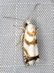 Plectophila eucrines