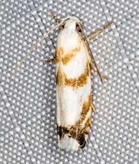 Plectophila eucrines