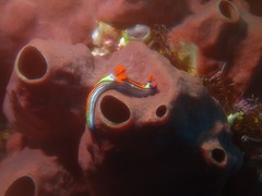 Nembrotha