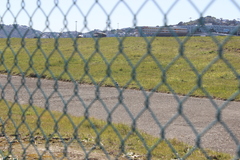 Charadrius bicinctus bicinctus