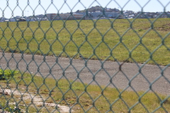 Charadrius bicinctus bicinctus