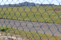 Charadrius bicinctus bicinctus