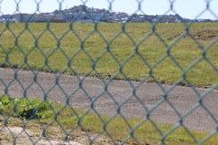 Charadrius bicinctus bicinctus