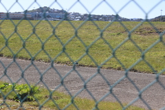 Charadrius bicinctus bicinctus