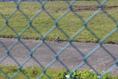 Charadrius bicinctus bicinctus