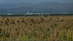 Xanthocephalus xanthocephalus