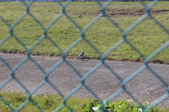 Charadrius bicinctus bicinctus