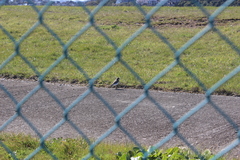Charadrius bicinctus bicinctus