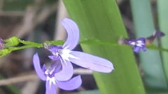 Lobelia dentata
