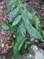 Olea capensis macrocarpa