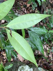 Olea capensis macrocarpa