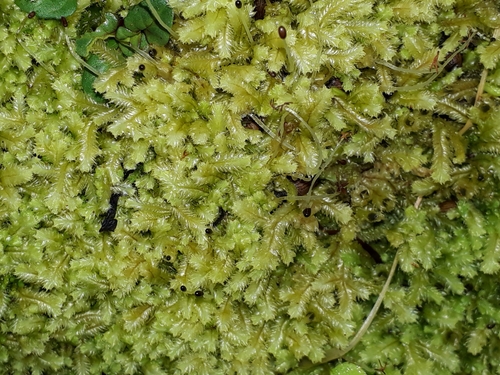 Cryptolophocolea