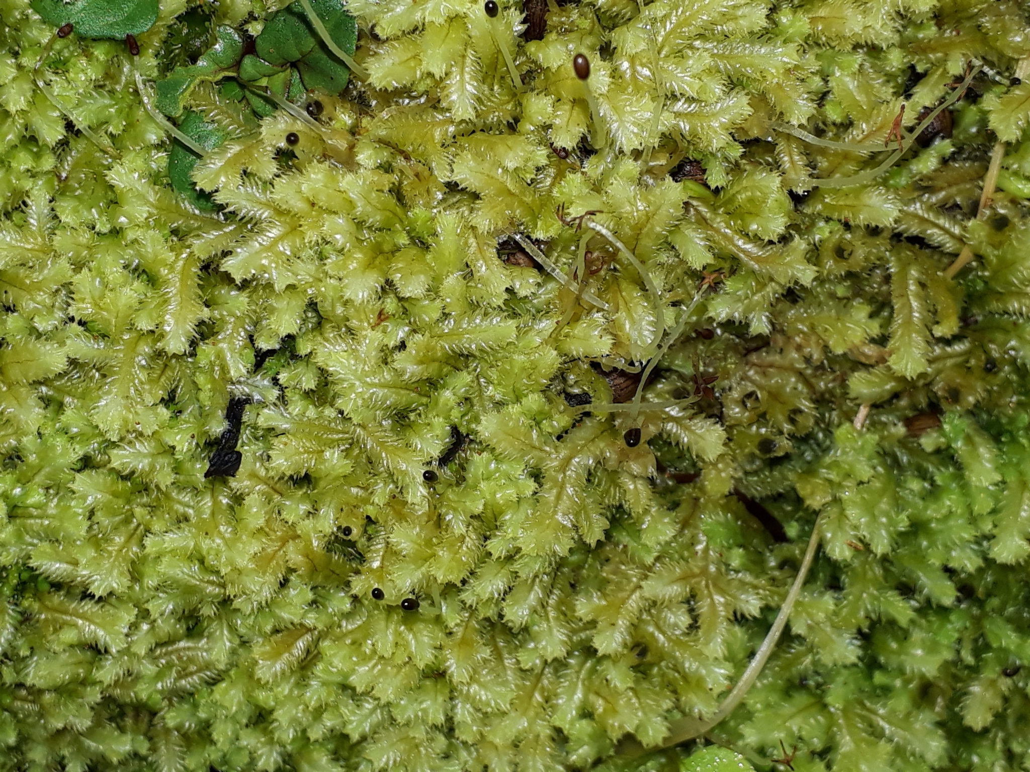 Cryptolophocolea mitteniana