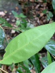 Olea capensis macrocarpa