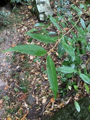 Olea capensis macrocarpa
