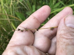 Carex atlantica