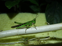 Calephorops viridis