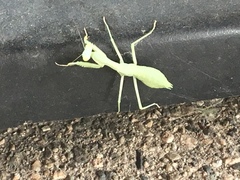 Stagmomantis
