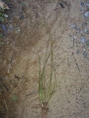 Juncus anthelatus