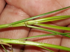 Juncus anthelatus