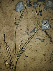 Juncus anthelatus