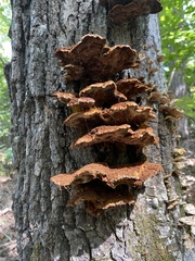 Inonotus quercustris