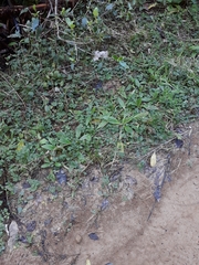 Juncus anthelatus