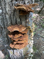 Inonotus quercustris