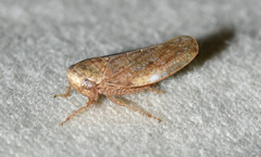 Paraphlepsius continuus