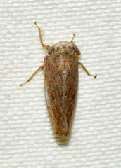 Paraphlepsius continuus