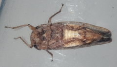 Paraphlepsius continuus