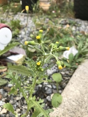 Senecio vulgaris