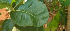 Ficus septica