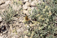 Phyciodes pallida