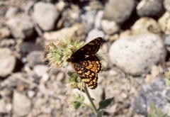 Phyciodes pallida