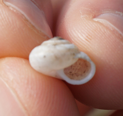 Praticolella berlandieriana